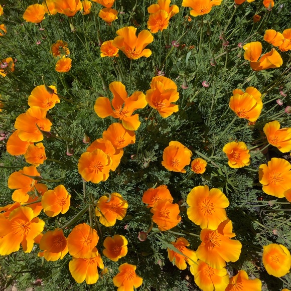 Meet your Posher, Sophie - Picture 1 of 1